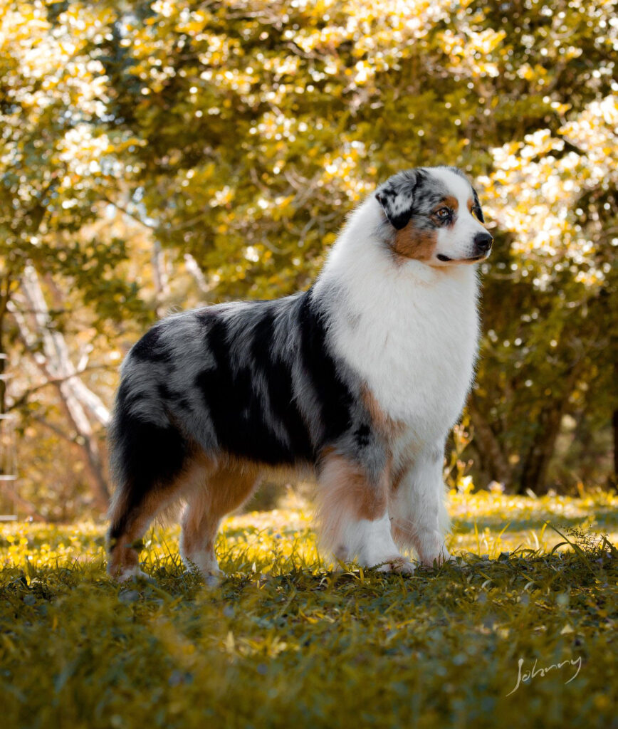 Australian Shepherd-Pastor Australiano - Australian Shepherd - Pastor  Australiano - São Roque - Australian Shepherd - Pastor Australiano